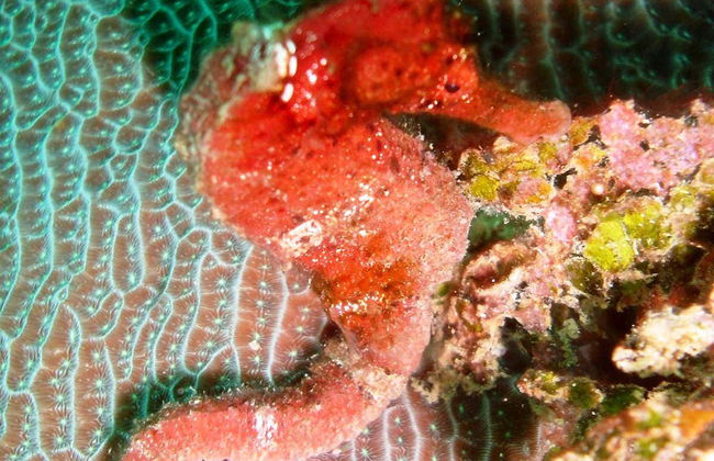 Plongée à Portobelo - Photo 4