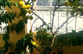 Casa em Palmela - Setúbal - Foto 33