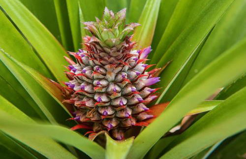 Herdade do Ananás - Photo 69