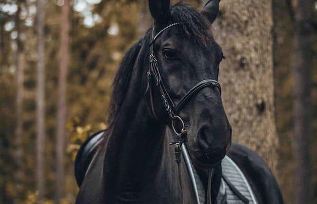 Charming 6 Bedroom House & Horse Farm - Sleeps 12 - Foto 35