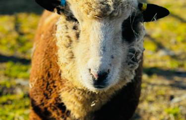 2 bedroom holiday home in the heart of west wales - Photo 20