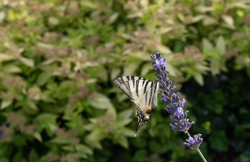 Villa in Agello - Photo 56