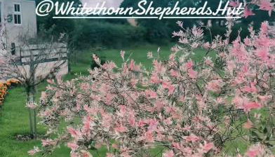 Whitethorn Shepherds Hut - Foto 3