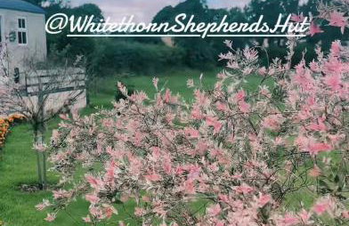 Whitethorn Shepherds Hut - Foto 19