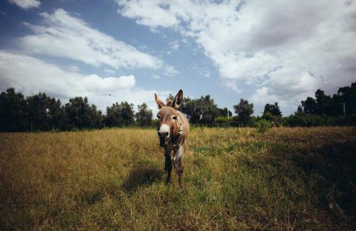Su Leunaxiu - Foto 32