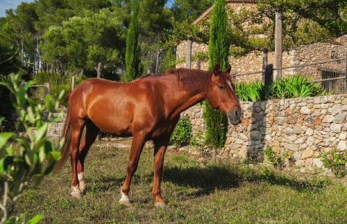 Masia Pou de la Vinya - Photo 72