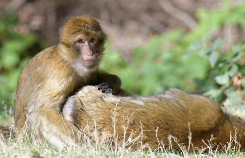 Der Eifel Perle Manderscheid - Foto 39