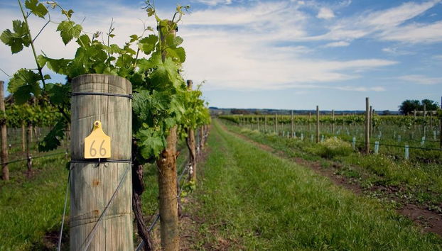 Kunst-, Käse- und Weintour - Foto 4