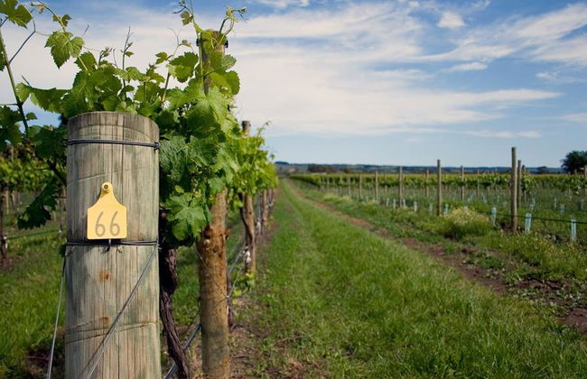 Kunst-, Käse- und Weintour - Foto 4