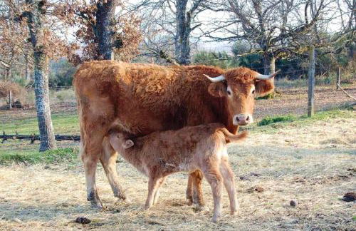 Spacious house with mountain view in Vila Fernando - Foto 17