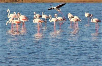 Óbidos Lagoon Refuge - Foto 69