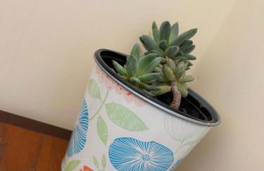 Penguin Flat - Foto 20