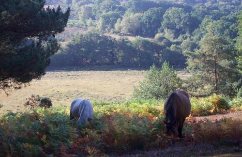 Avondale New Forest - Foto 29