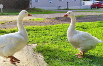 Billing Aquadrome ,3 bedrooms caravan - Photo 58