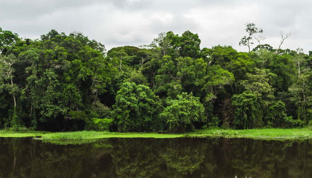 Cameroon Nature Reserve Tour