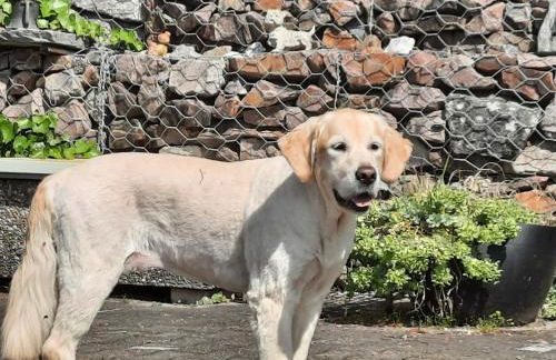 Ferienhaus am Schluchtensteig - Foto 38