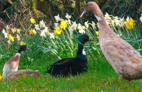 2 Bed in Kingsbridge oc-90025 - Foto 39