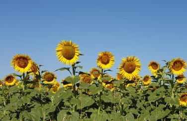 Manoir Le Bourg, Touffailles - Foto 30