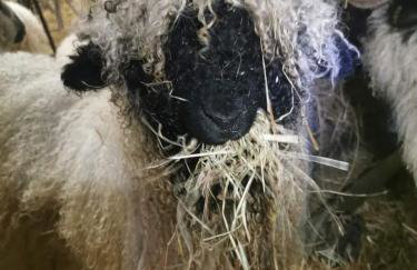 Glen Roe - 3 Bed Lodge on Friendly Farm Stay - Foto 73