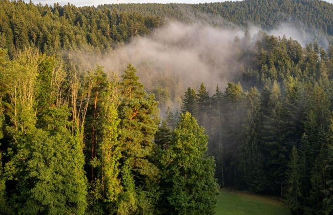 Ferienwohnung in Schiltach - Foto 16