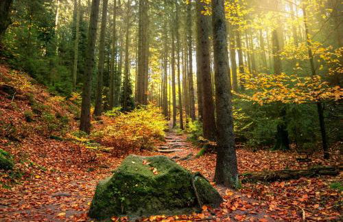 Haus am Wald - Ferienhaus mit Garten & Hund in der Sächsischen Schweiz - Foto 14
