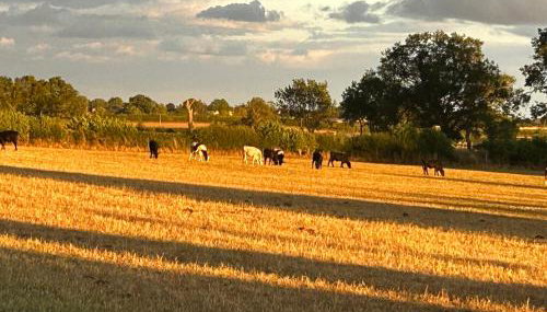 High Oak Holiday Cottage - Foto 4