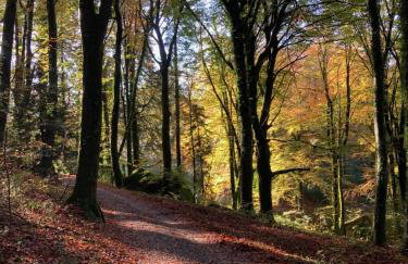 Maison en pierre dans le Sidobre - Foto 25