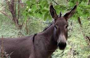 U Pagliaghju - Foto 12