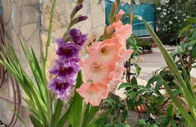 Apartments Jeličić - Foto 79