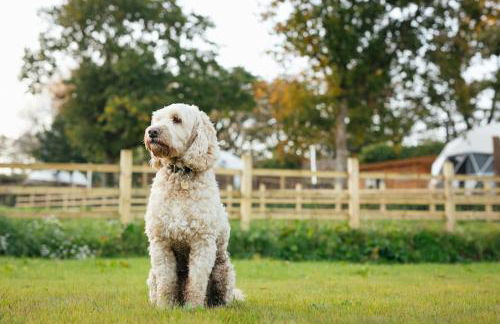 The Little Retreat, Pembrokeshire - Photo 51