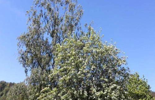 Quaint Bungalow Near Insel Poel With Garden - Foto 88