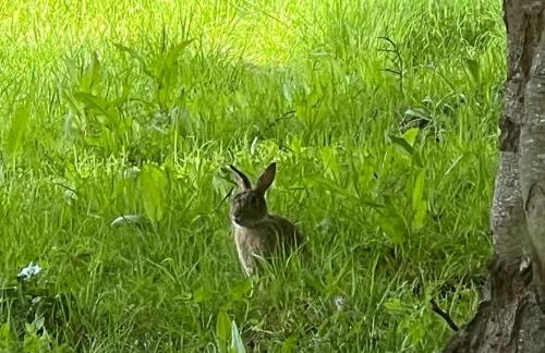 Peak Retreat - Foto 38