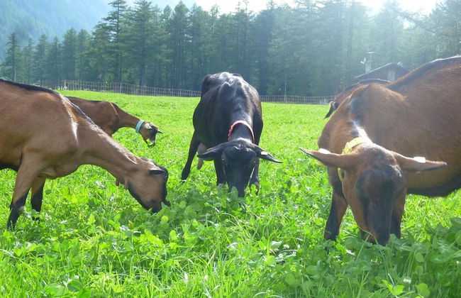 Agriturismo Le Reve - Foto 28