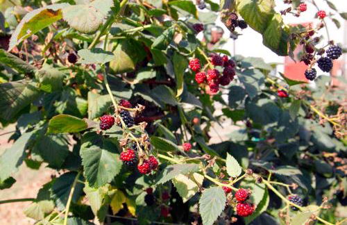 Azienda Agrituristica Pericle - Foto 44