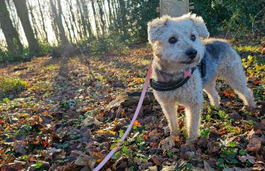 Hay's Wood Retreat - Holiday Lodges - Foto 30