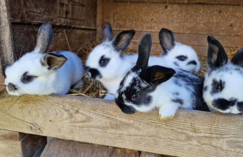 Ferienwohnung Ingrid - Foto 31