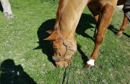 Villa Mainardi Agriturismo - Foto 12