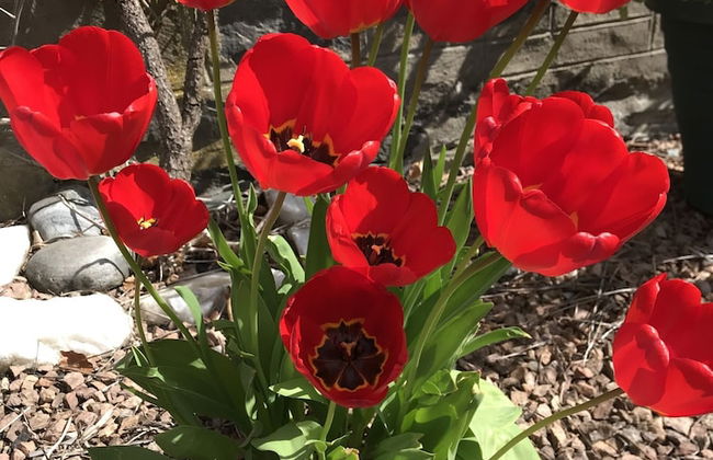 The Struan Inn Self Catering Lodge - Photo 36