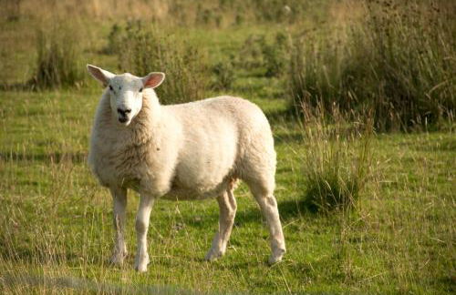 Wild Northumberland Glamping - Foto 61