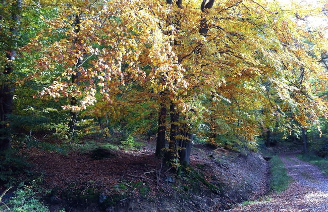 Le Baron Apartments - Photo 43