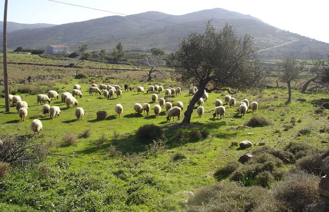 Ktima Nikola - Photo 45