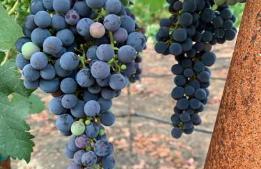 Serene Vineyard Chateau with Pool, Hot Tub, BBQ - Foto 41