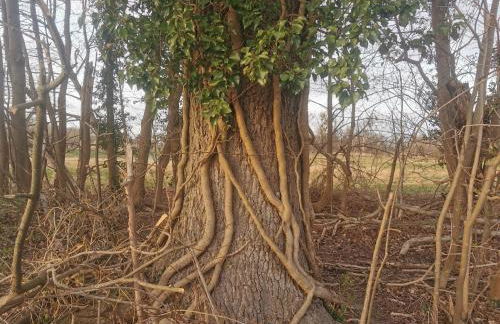 Landhaus Arcadia in Paretz - Foto 54