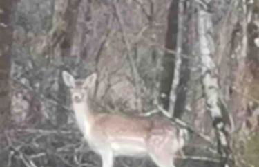 Maison indépendante et privative 52m2 au calme - Foto 20
