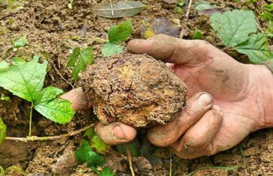 Profumi... - Foto 22