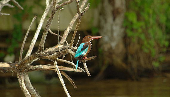 Safari sur le fleuve - Photo 4