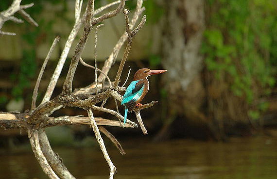 Safari sur le fleuve - Photo 4