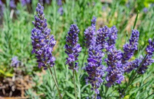 Alpine 4 Bedroom Retreat with Hot tub and Pool table - Foto 34