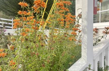 Romantic Carmel Cottage Ocean Country Views - Photo 21