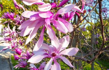 Secret Garden Τemeni - Foto 34